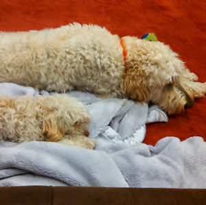 Meet your Posher, Scooter